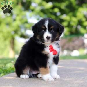 Roamer, Miniature Australian Shepherd Puppy